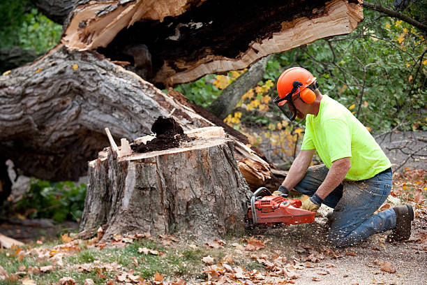 Best Tree Clearing Services  in Clearlake Oaks, CA